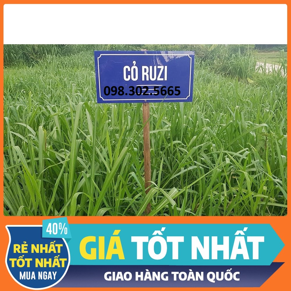 Hạt giống cỏ chăn nuôi RUZI - cỏ xả chịu giẫm đạp 100g