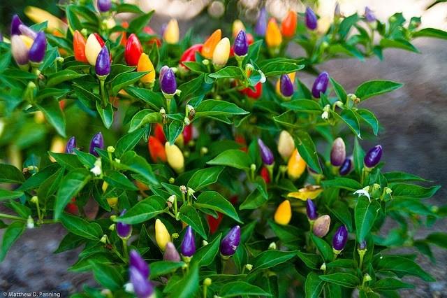 [HCM]Gói 30 Hạt giống ớt kiểng ngũ sắc