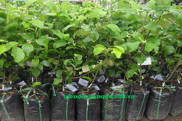 CÂY GIỐNG TÁO THÁI LAN SIÊU TRÁI- cây cao 40-60cm tặng kèm phân bón