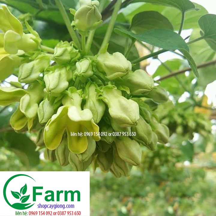 set 2 cây giống Hoa thiên lý ăn hoa