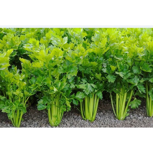 Hạt giống rau cần tây cao sản chịu nhiệt - Gói 2gram