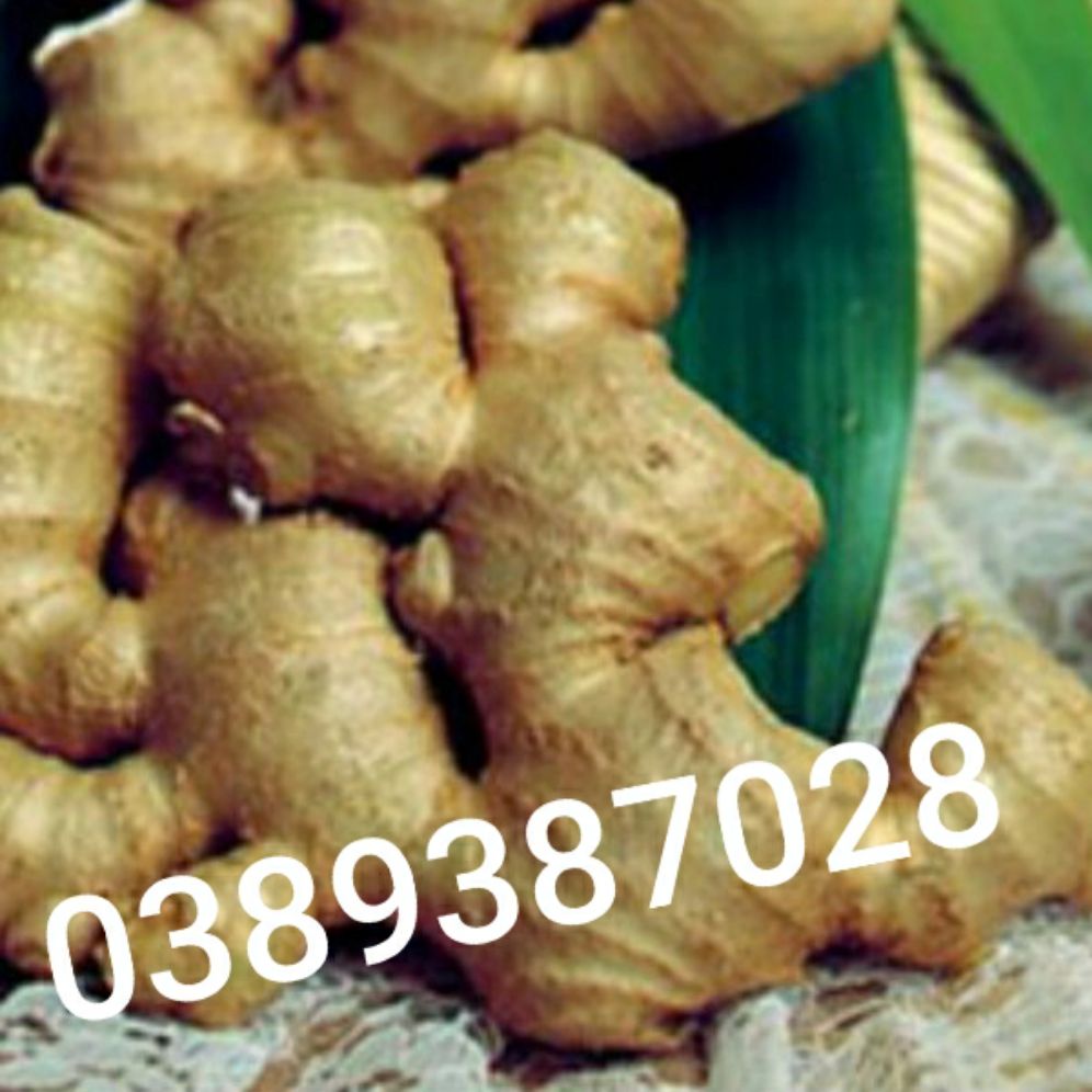 củ gừng gió rừng, 1kg