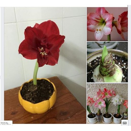 Bộ 2 củ giống hoa lan huệ tây - ( 1 củ hồng đào và 1 củ đỏ nhung )
