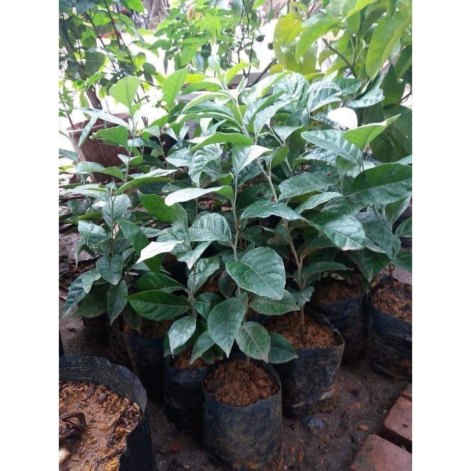 Combo 2 cây giống nhót chua - C124