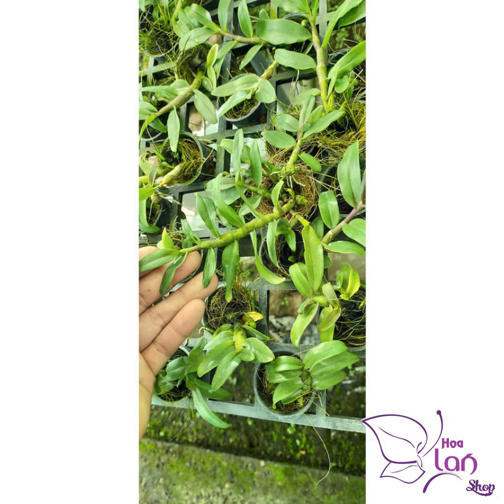 Lan Trầm Hiếm  Mua 3 Tặng 1  Hoa Cực Thơm [ Cây Giống ]