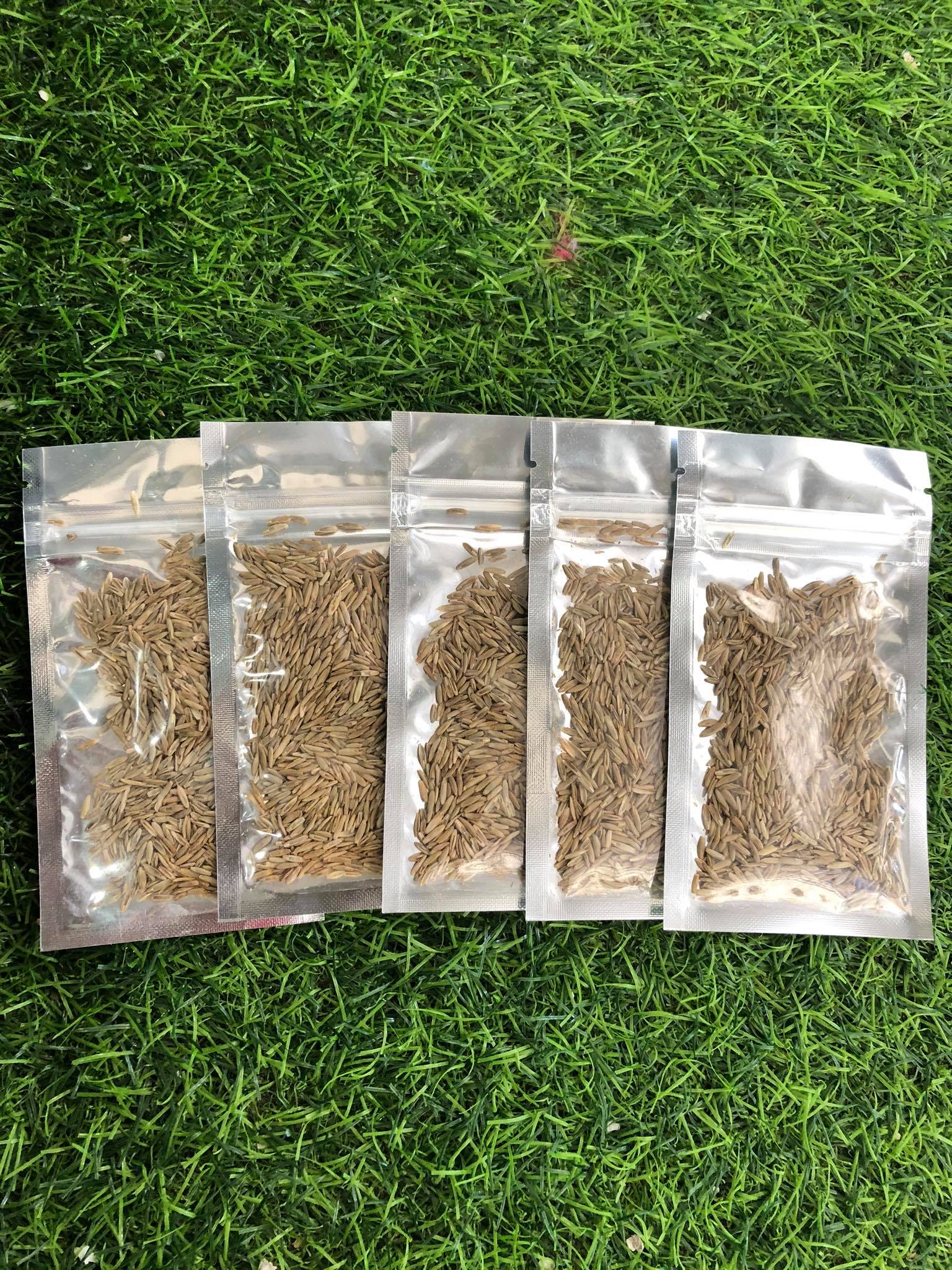 Hạt giống thuỷ sinh ( ngưu mao chiên lùn )
