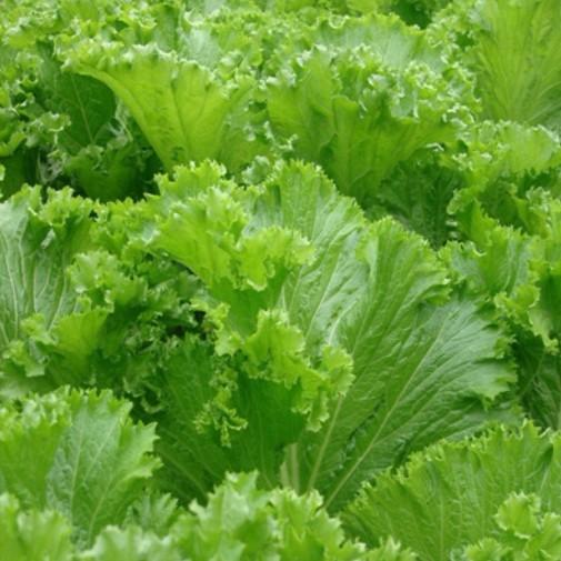 [Lấy mã giảm thêm 30%] Gói Hạt Giống Cải Bẹ Mào Gà