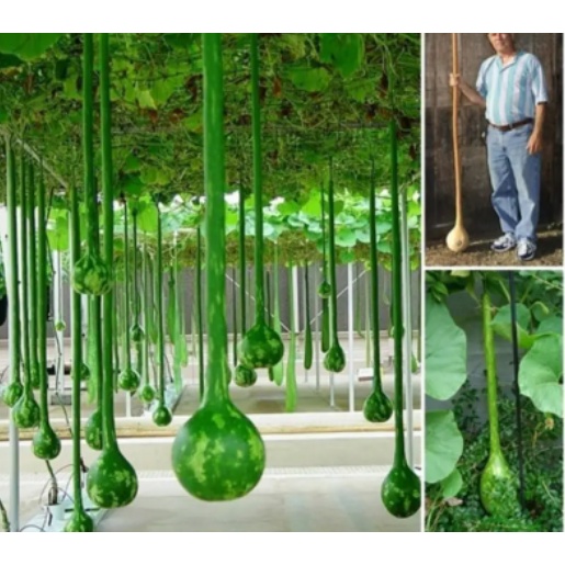 Gói 5 hạt giống bầu gáo dừa