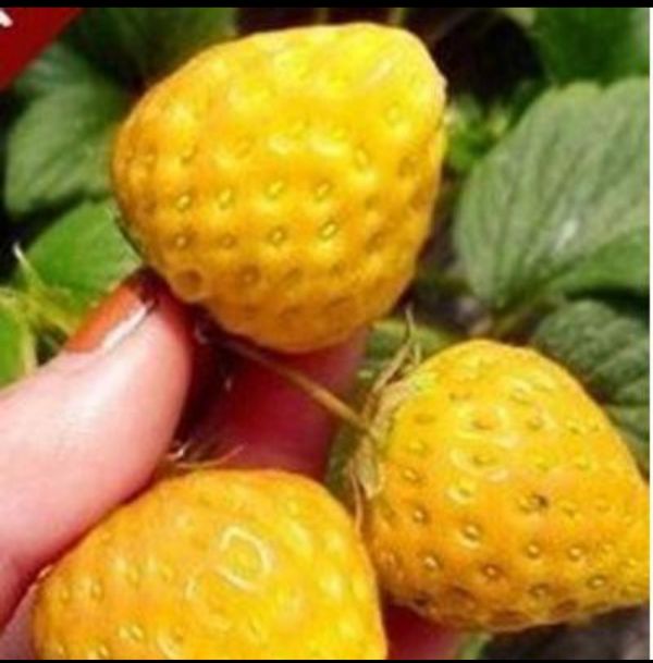 Hạt Giống Dâu Tây Vàng Gói 50 Hạt