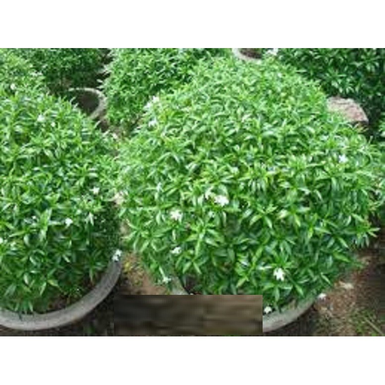[Chuẩn Giống F1] BẦU CÂY GIỐNG MAI VẠN PHÚC( CÂY MAI TIỂU THƯ)