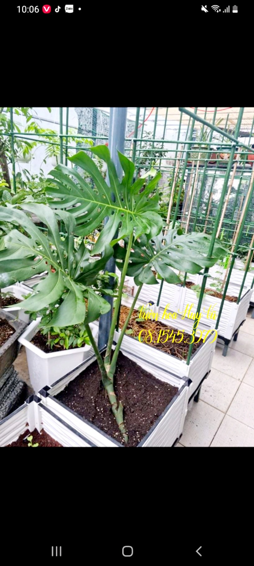 Trầu Bà Nam Mỹ