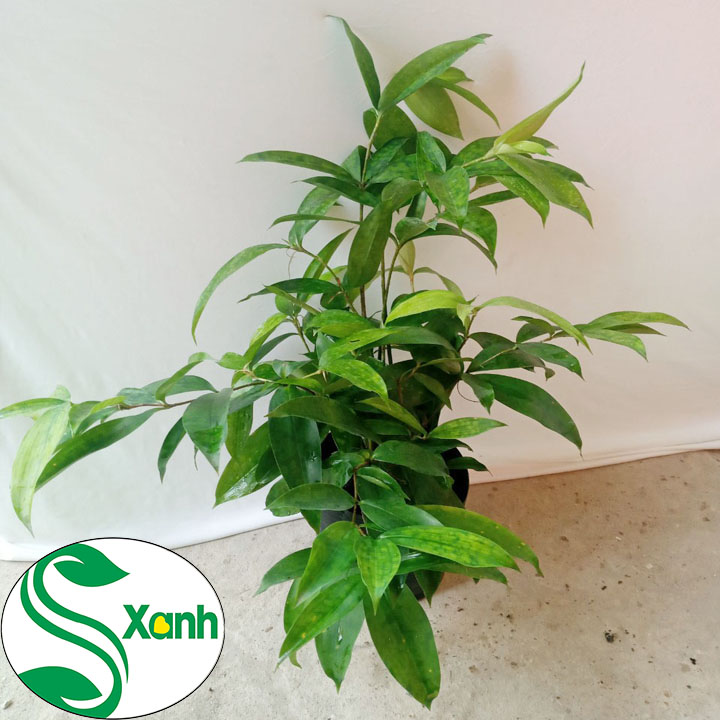 Cây Trúc Nhật, Cây Phong Thủy May Mắn