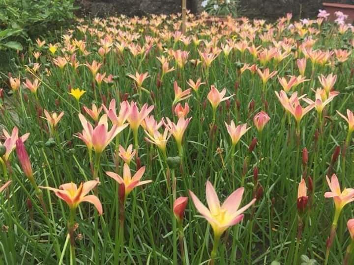 Set 10 củ huệ mưa cam sunset train- bảo hành màu sắc- lên 100%