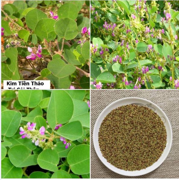 Hạt giống Kim tiền thảo - cây dược liệu - 50 hạt