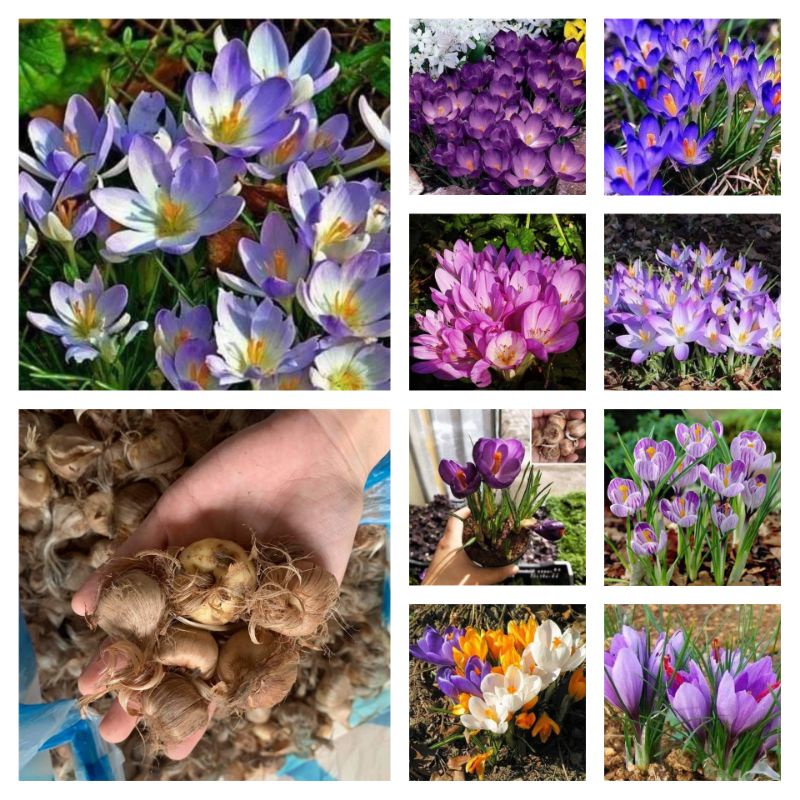 1 Củ hoa nghệ tây  saffron