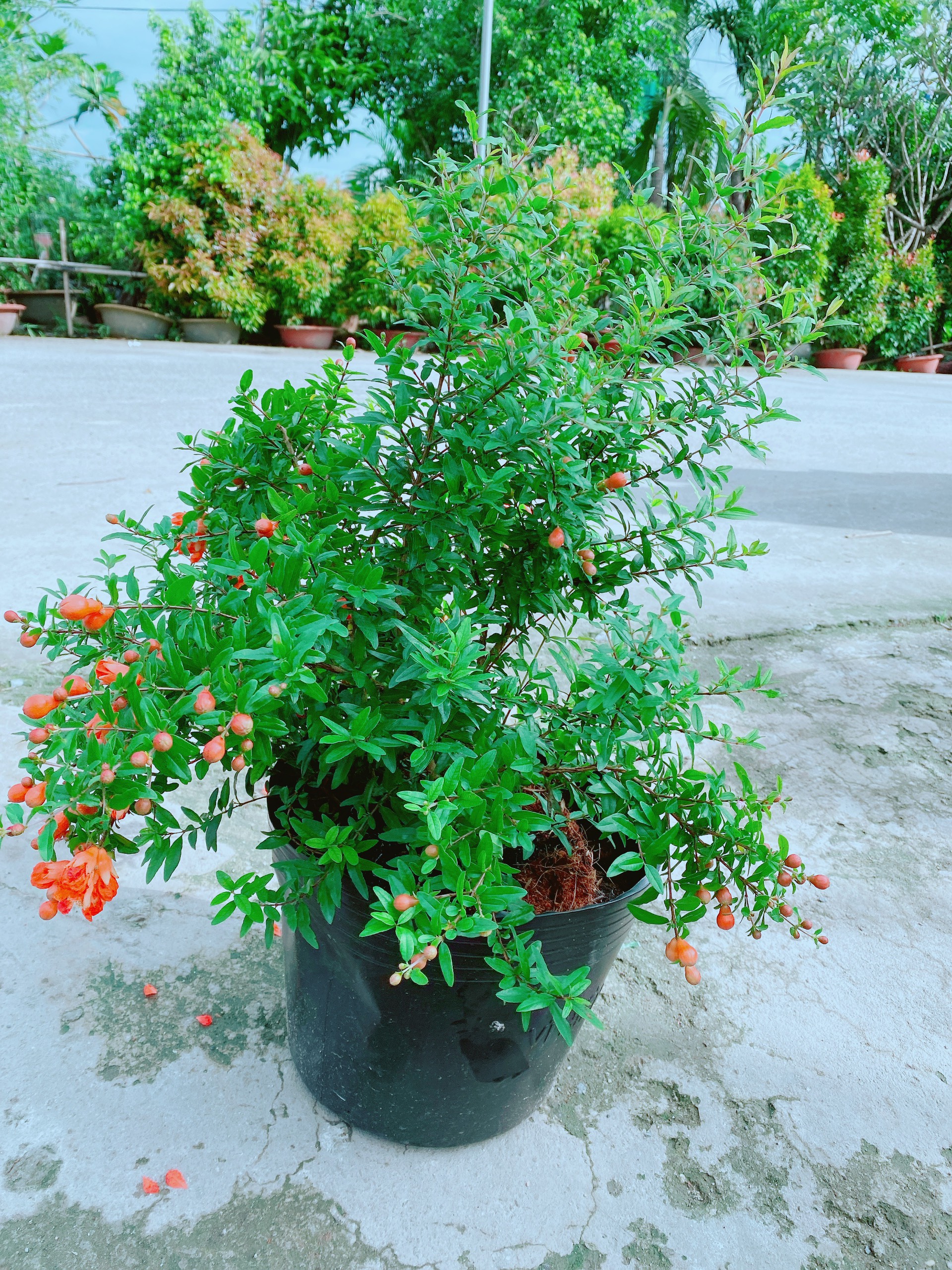 Cây Lựu Lùn Giống Cho Sai Trái Có Sẵn Hoa Như Hình