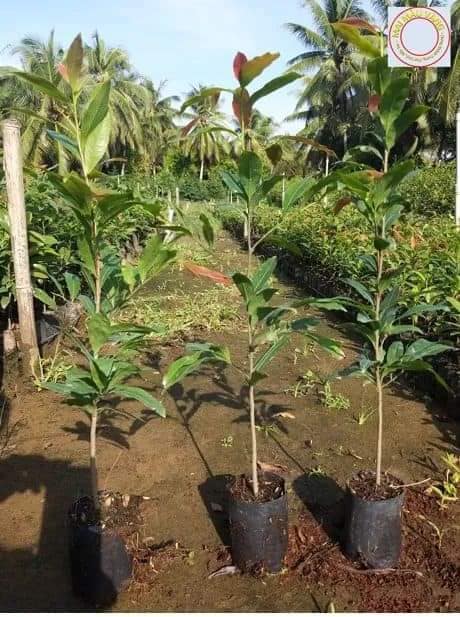 Mai Con Quấn Rễ Cao Từ 50cm Đến 55cm