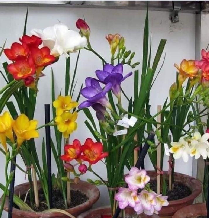 1 set 6 củ hoa lan nam phi 6 màu - tặng kèm 6 viên nén xơ dừa ươm củ