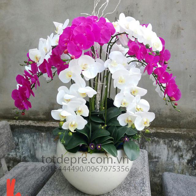 Lan Hồ Điệp - Hoa Giả Siêu Đẹp