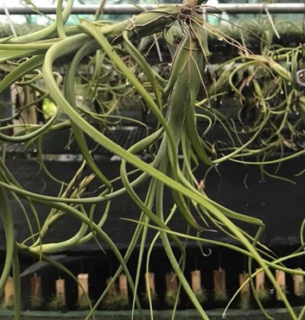 Cây Không Khí Tillandsia Intermedia