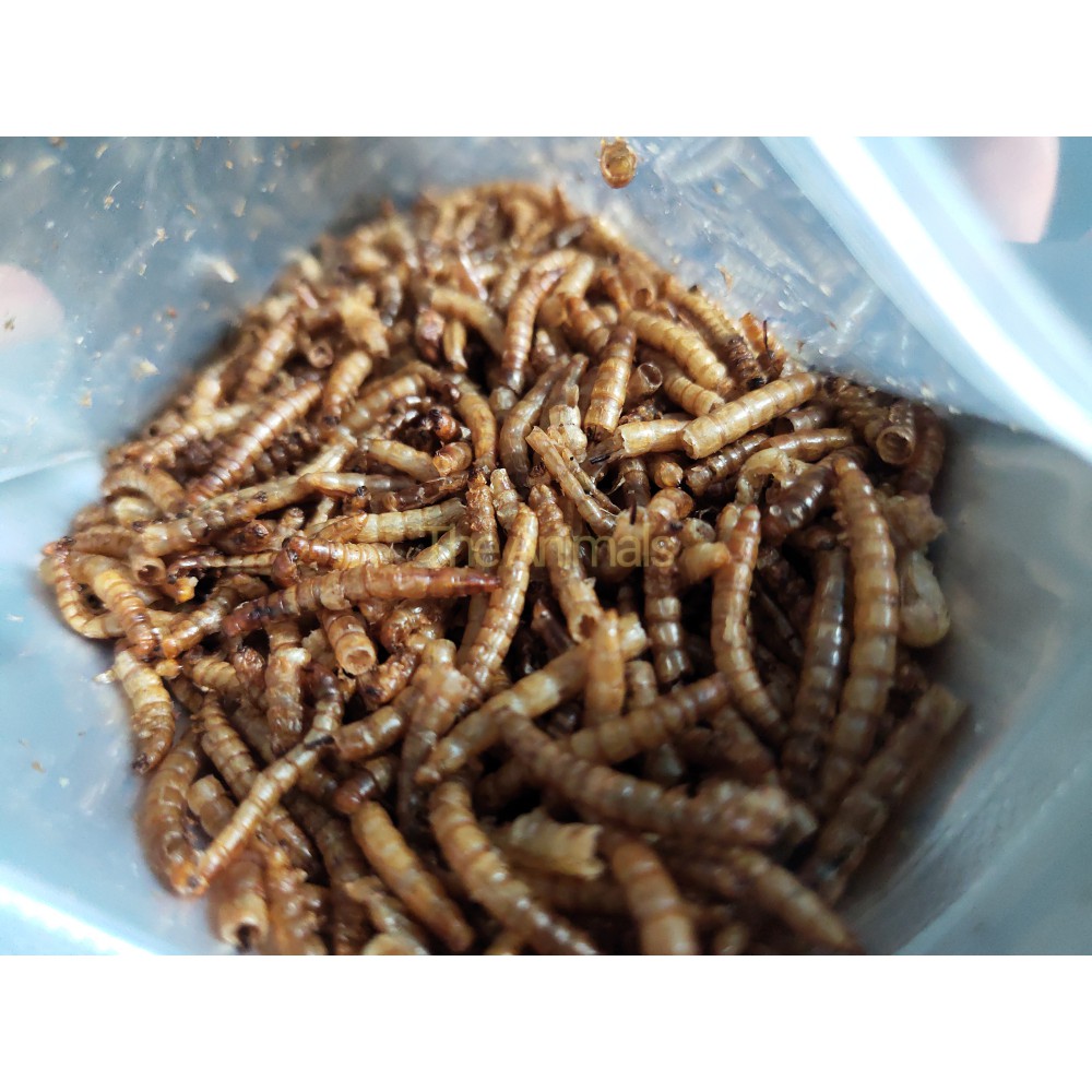 Sâu Super Worm sấy thơm cho hamster, chim, cá, nhím,... (100gram)