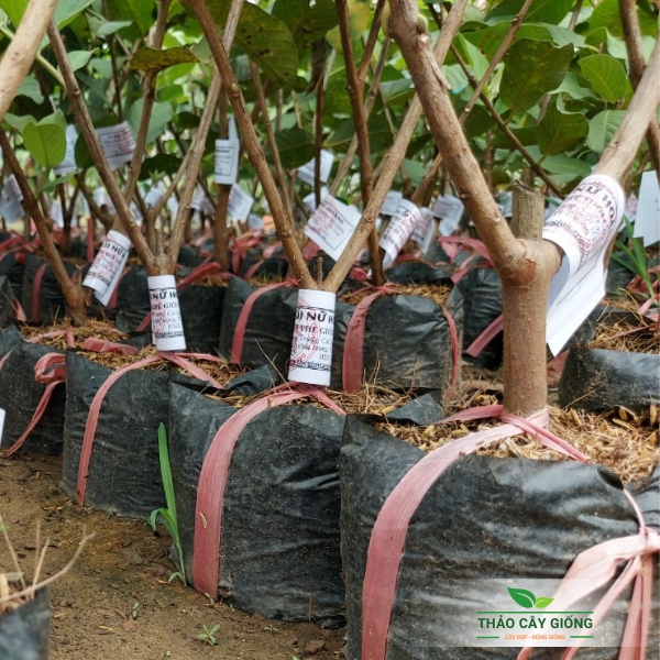 Sapling Guava Queen- same Guava High Yield