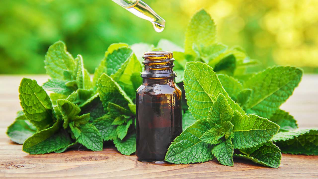 Tinh dầu bạc hà Peppermint