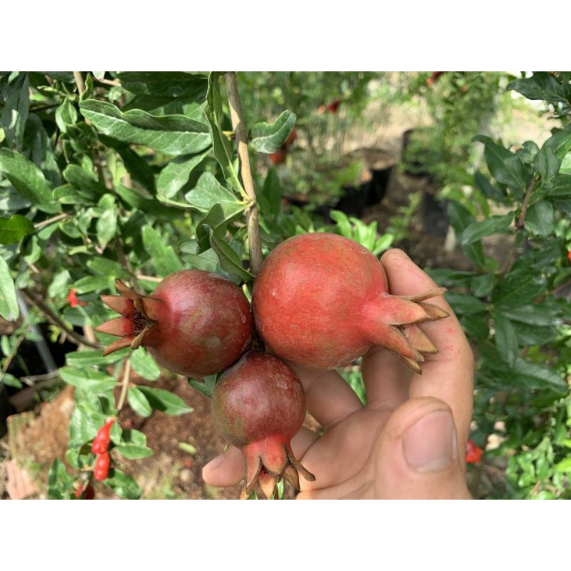 Lựu Mỹ.... đang trái