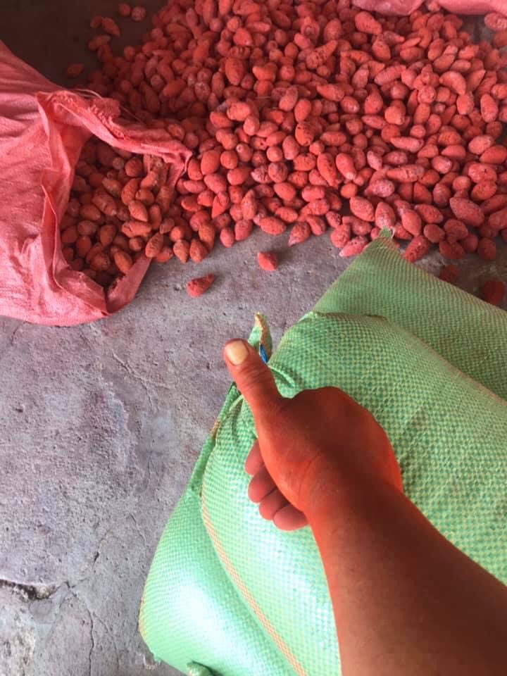 NGHỆ XÀ CỪ