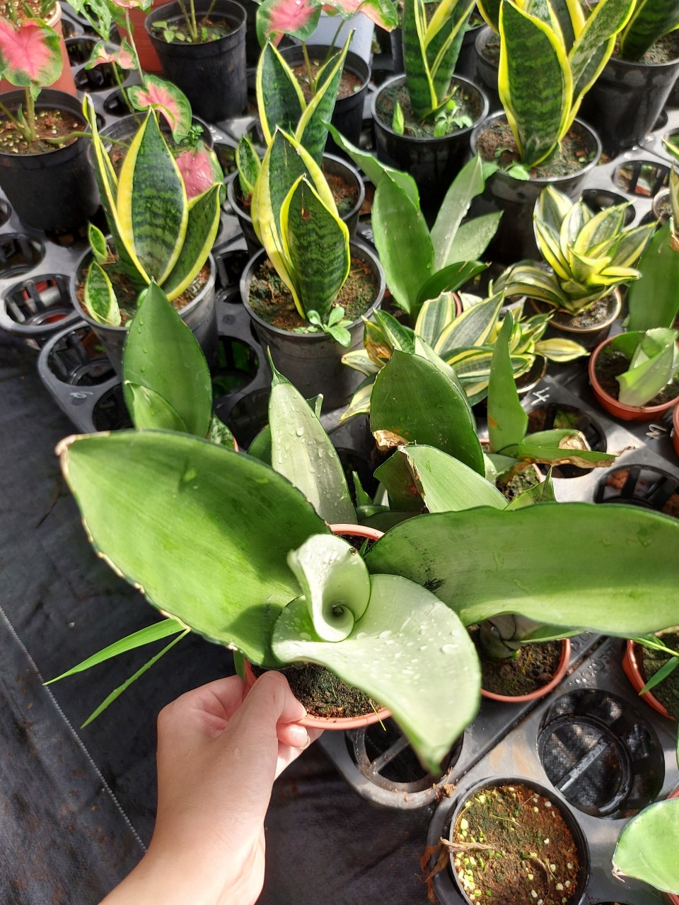 cây lưỡi hổ xanh. cây phong thủy.