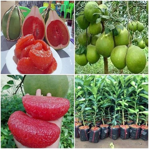 Cây giống bưởi đỏ ruby thái lan