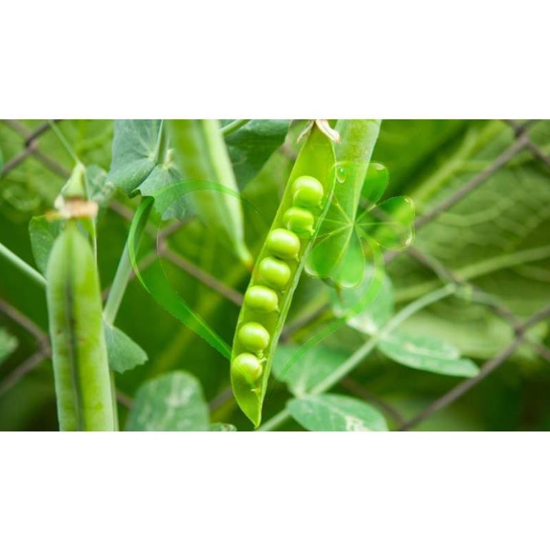 HẠT GIỐNG ĐẬU HÀ LAN - GÓI 20 GRAM