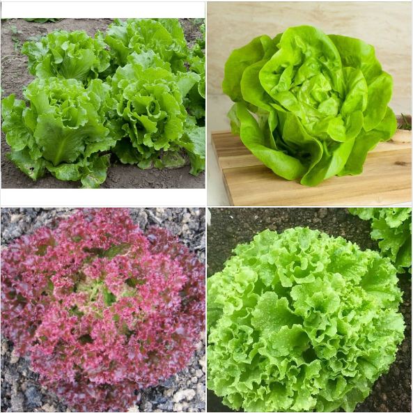 Combo 4 gói hạt giống xà lách ( xà lách xoăn tím- xoăn xanh - xà lách đăm - xà lách chịu nhiệt)