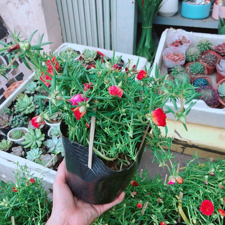 Hoa mười giờ mỹ (3 màu)