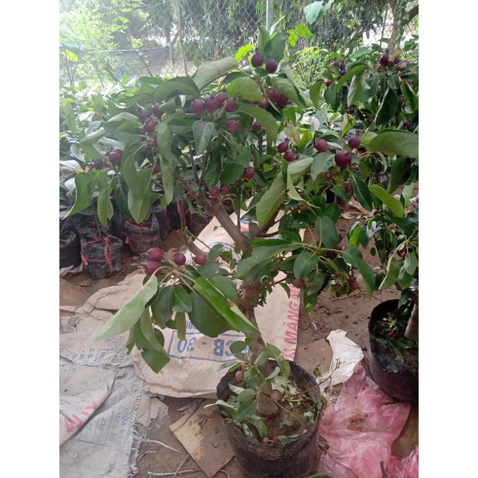 Cây Giống Táo Đỏ Lùn (Chuẩn giống F1)
