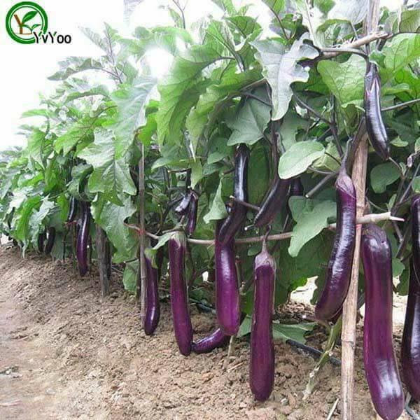 100 Hạt Giống Cà Tím Dài Siêu Quả