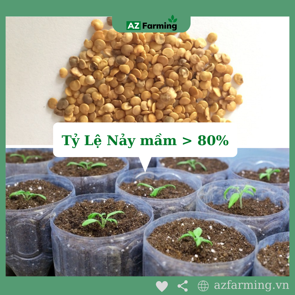 Hạt Giống Cà Tím Quả Dài - Gói 200 Hạt - AZ Farming