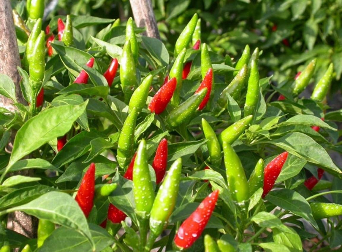 Hạt giống Ớt chỉ thiên