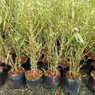 cây trúc phật bà cây to+ cam kết chuẩn giống