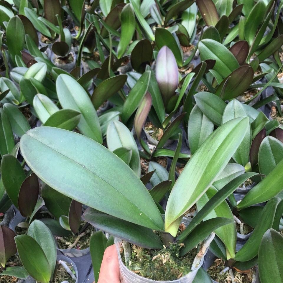 Combo 3 Lan hồ điệp cốc 2.5 cây cắt càng, Hàng Việt 100%