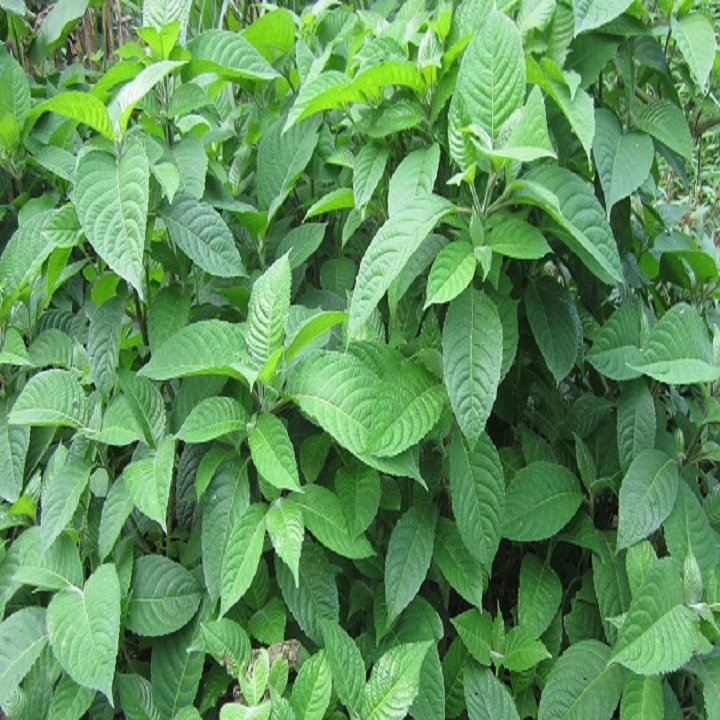 Cây giống chè khổng lồ