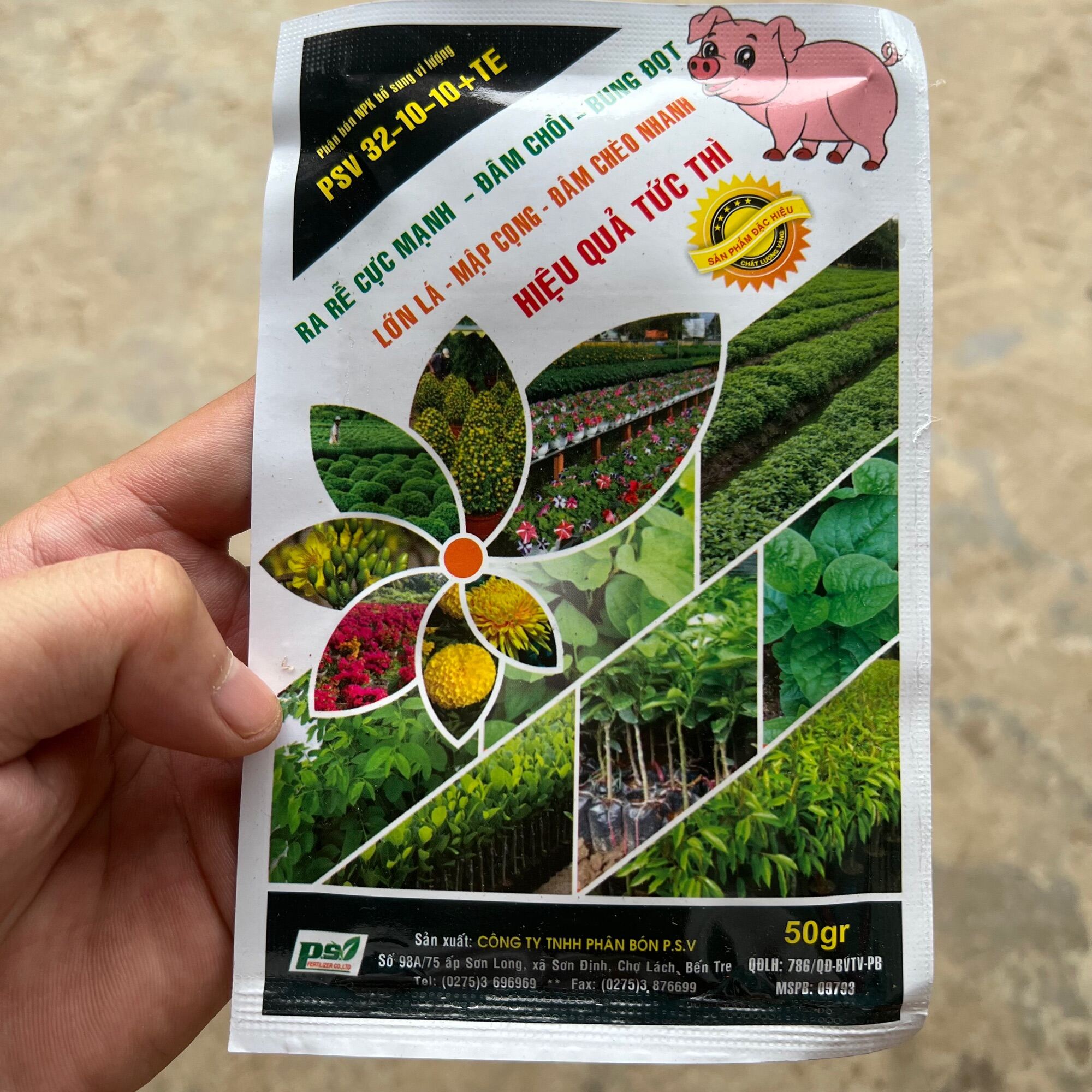 Đâm chồi, vọt đọt, bung chèo, mập cây, xanh cây