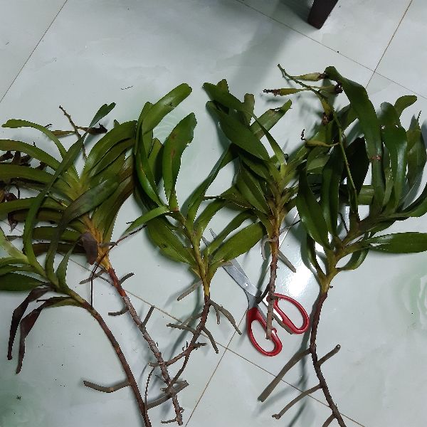 Combo 5 cây phong lan Giáng hương Tam bảo sắc