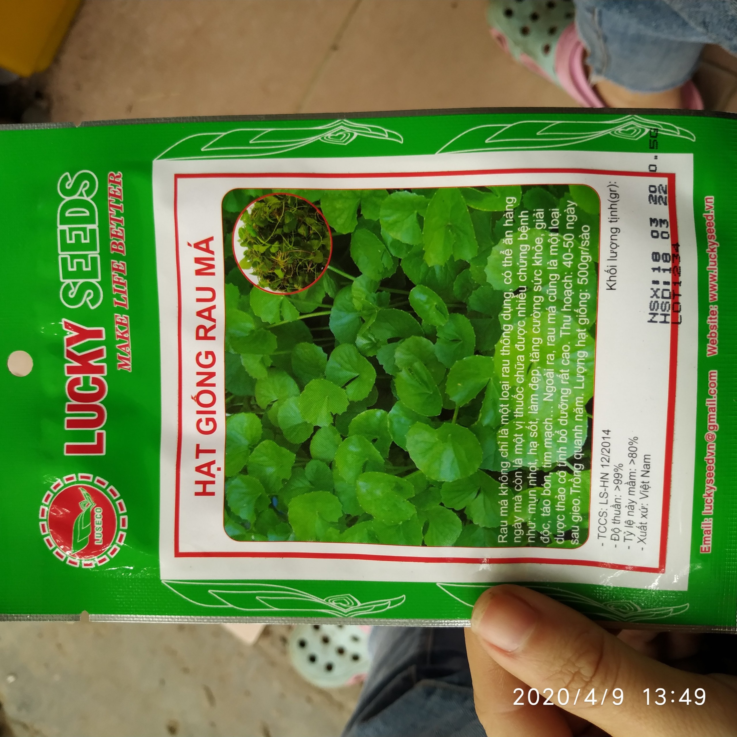 Hạt giông rau má
