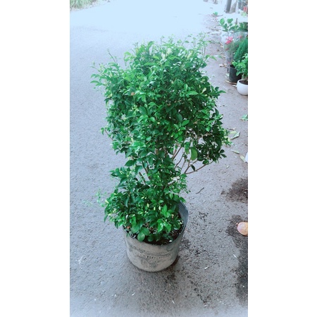 Nguyệt Quế Lớn Cho Hoa Thơm