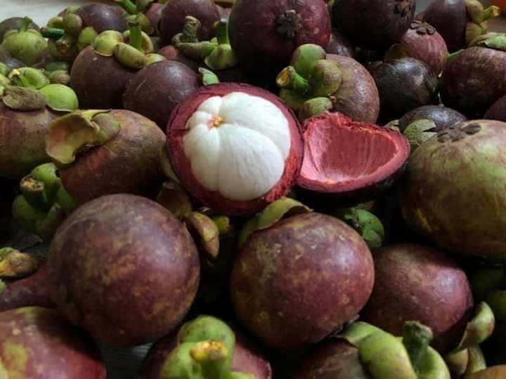 cây măng cụt giống