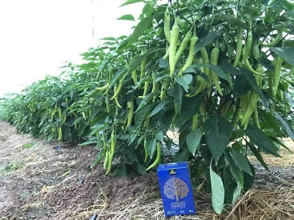 4 tree Phân Bón Hữu Cơ Cho Rau Củ Quả