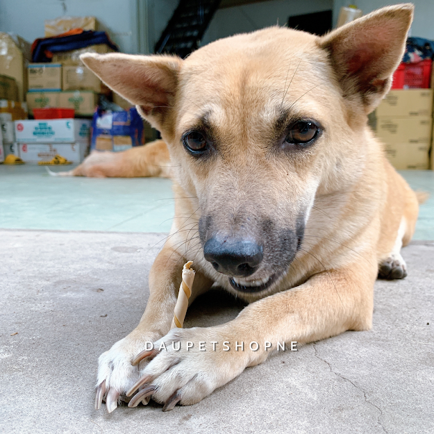 Que gặm sạch răng Doggy Man cho chó - snack thú cưng