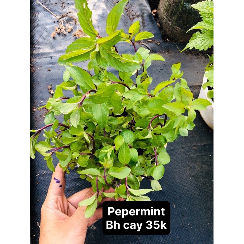 Bạc hà pepermint