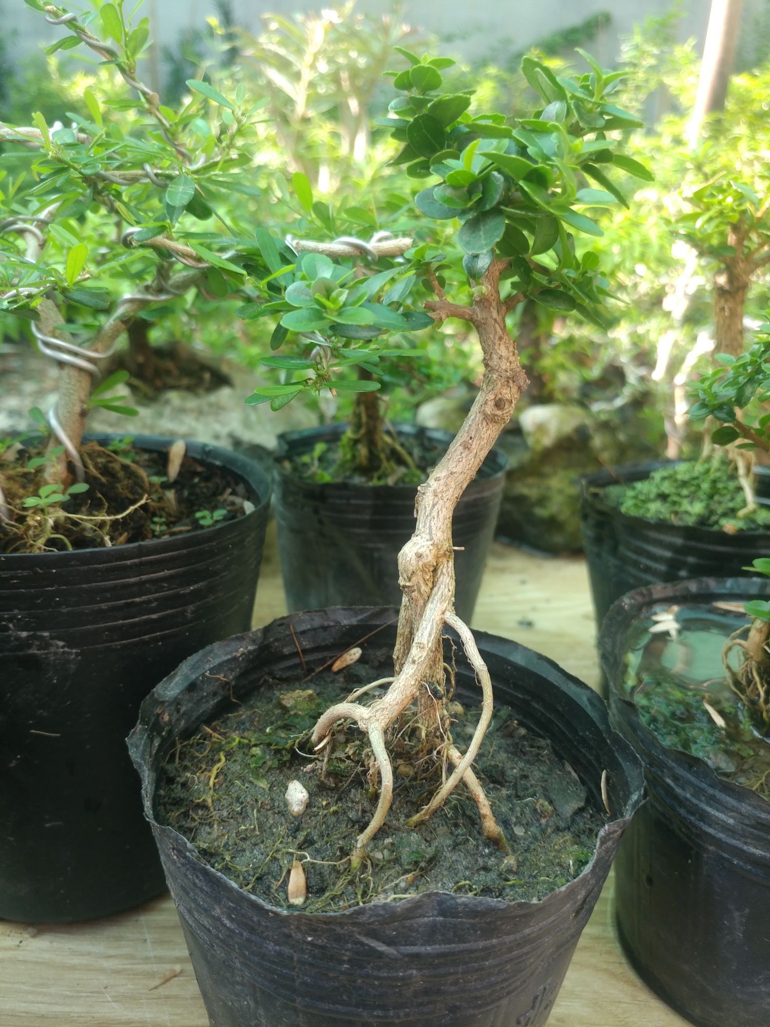 Sam hương siêu mini để bàn CỰC ĐẸP